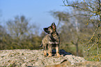 standing German Shepherd Puppy