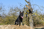 sitting German Shepherd