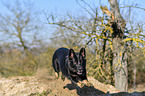 running German Shepherd