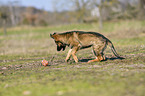 playing German Shepherd Puppy