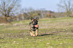 running German Shepherd Puppy