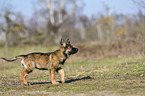 walking German Shepherd Puppy