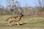 walking German Shepherd Puppy