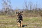 walking German Shepherd Puppy