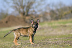 standing German Shepherd Puppy