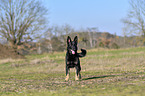 standing German Shepherd