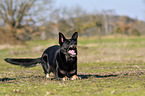 standing German Shepherd