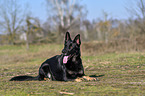 lying German Shepherd