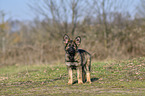 standing German Shepherd Puppy