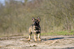 standing German Shepherd Puppy