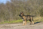 standing German Shepherd Puppy