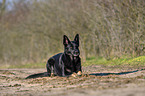 lying German Shepherd