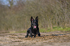 lying German Shepherd