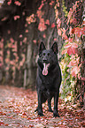 standing German Shepherd Dog