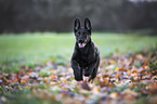 running German Shepherd Dog