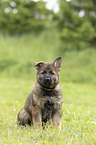 sitting GDR Shepherd Puppy