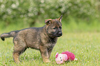 standing GDR Shepherd Puppy