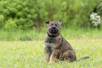 sitting GDR Shepherd Puppy