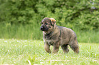 walking GDR Shepherd Puppy