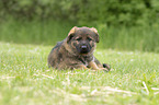 lying GDR Shepherd Puppy