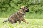 GDR Shepherd Puppy