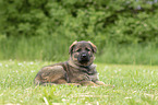 lying GDR Shepherd Puppy