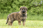 standing GDR Shepherd Puppy