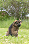 sitting GDR Shepherd Puppy