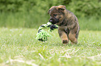 running GDR Shepherd Puppy