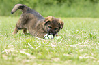 playing GDR Shepherd Puppy