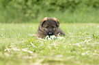 lying GDR Shepherd Puppy