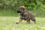 running GDR Shepherd Puppy
