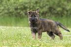 standing GDR Shepherd Puppy