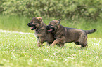 running GDR Shepherd Puppies