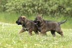 running GDR Shepherd Puppies