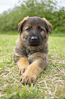 lying GDR Shepherd Puppy