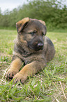 lying GDR Shepherd Puppy