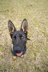 GDR Shepherd on a meadow