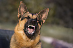 German Shepherd Dog portrait