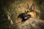 lying German Shepherd Dog