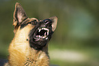 German Shepherd Dog portrait