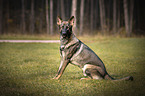 GDR Shepherd on a meadow