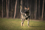 GDR Shepherd on a meadow