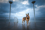 standing German Shepherd Dog