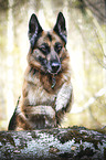 jumping German Shepherd Dog