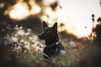 German Shepherd Dog portrait