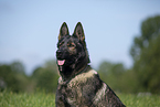 GDR Shepherd Portrait