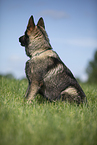 sitting GDR Shepherd