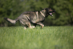 running GDR Shepherd