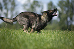 running GDR Shepherd